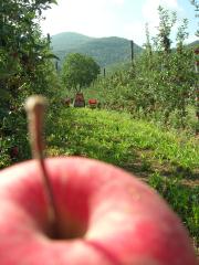 Agricoltura Biologica L'Ostal 